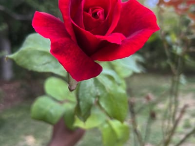 Red rose in the garden at Carib Comfort